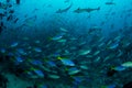 Reef Fish in Huge Numbers