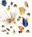 Reef fish, marine fish party isolated on whi