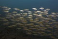 Reef fish Selaroides leptolepis Royalty Free Stock Photo