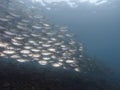 Reef fish Selaroides leptolepis Royalty Free Stock Photo