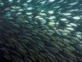 Reef fish Selaroides leptolepis