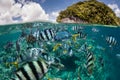 Reef Fish and Tropical Island