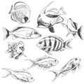 Reef Fishes Set