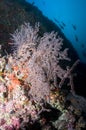 Reef, gorgonian and colored school of fish Royalty Free Stock Photo