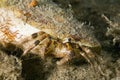 Reef hermit crab