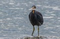 A Reef Heron Readjusting a Fish in its Mouth