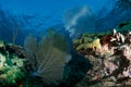 Reef Ledge composition. Royalty Free Stock Photo