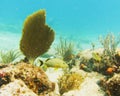 Reef life at Dawn Beach, St. Maarten Royalty Free Stock Photo