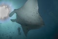 Reef Manta Ray Royalty Free Stock Photo