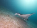 Reef Manta Ray Royalty Free Stock Photo