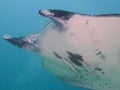 Reef manta ray at Manta Sandy, Raja Ampat, Indonesia Royalty Free Stock Photo