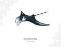 Reef manta ray - Mobula alfredi illustration Royalty Free Stock Photo