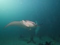 Reef Manta Ray