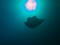 Reef Manta Ray Royalty Free Stock Photo