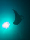 Reef Manta Ray Royalty Free Stock Photo