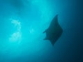 Reef Manta Ray Royalty Free Stock Photo