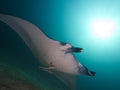 Reef Manta Ray Royalty Free Stock Photo