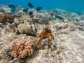 Reef octopus Octopus cyanea and fish on coral reef