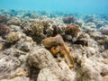 Reef octopus Octopus cyanea and fish on coral reef