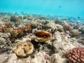 Reef octopus Octopus cyanea swim on coral reef