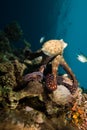 Reef octopus (Octopus cyaneus)