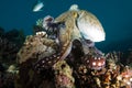 Reef octopus (Octopus cyaneus)