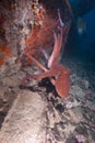 Reef octopus (octopus cyaneus)