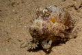 Reef octopus (octopus cyaneus)