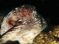 Reef octopus (octopus cyaneus)