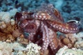 Reef octopus (octopus cyaneus)