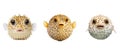 reef pufferfish animal