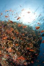 Reef, red Sea, south Sinai, Egypt