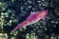 Reef Red Squid with Big Eyes Deep Underwater, Red Sea, Egypt. Ocean Cephalopod With Tentacles Swimming In The Depths