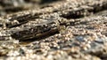 Reef and rock pools on the coast Royalty Free Stock Photo