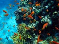 Reef scene with orange fish