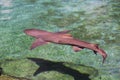 Reef Shark