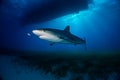 Reef Shark Bahamas Royalty Free Stock Photo