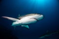 Reef Shark Bahamas Royalty Free Stock Photo