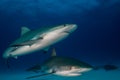 Reef Shark Bahamas Royalty Free Stock Photo