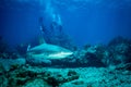 A reef shark Caracharhinus perezii on the reef at Sint Maarten