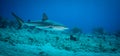 A reef shark Caracharhinus perezii on the reef at Sint Maarten Royalty Free Stock Photo