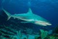 A reef shark Caracharhinus perezii on the reef at Sint Maarten Royalty Free Stock Photo