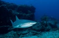 A reef shark Caracharhinus perezii on the reef at Sint Maarten