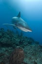 Reef Shark Close Royalty Free Stock Photo