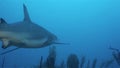 Reef shark, floating near the bottom of the Caribbean sea