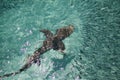 Reef shark hunting fish in clear water, Heron Island Australia Royalty Free Stock Photo