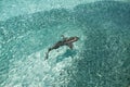 Reef shark hunting fish in clear water, Heron Island Australia Royalty Free Stock Photo