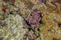 Reef with soft coral from the Mediterranean Royalty Free Stock Photo