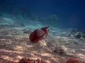 Reef squid swimming