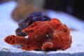 Reef stonefish Royalty Free Stock Photo